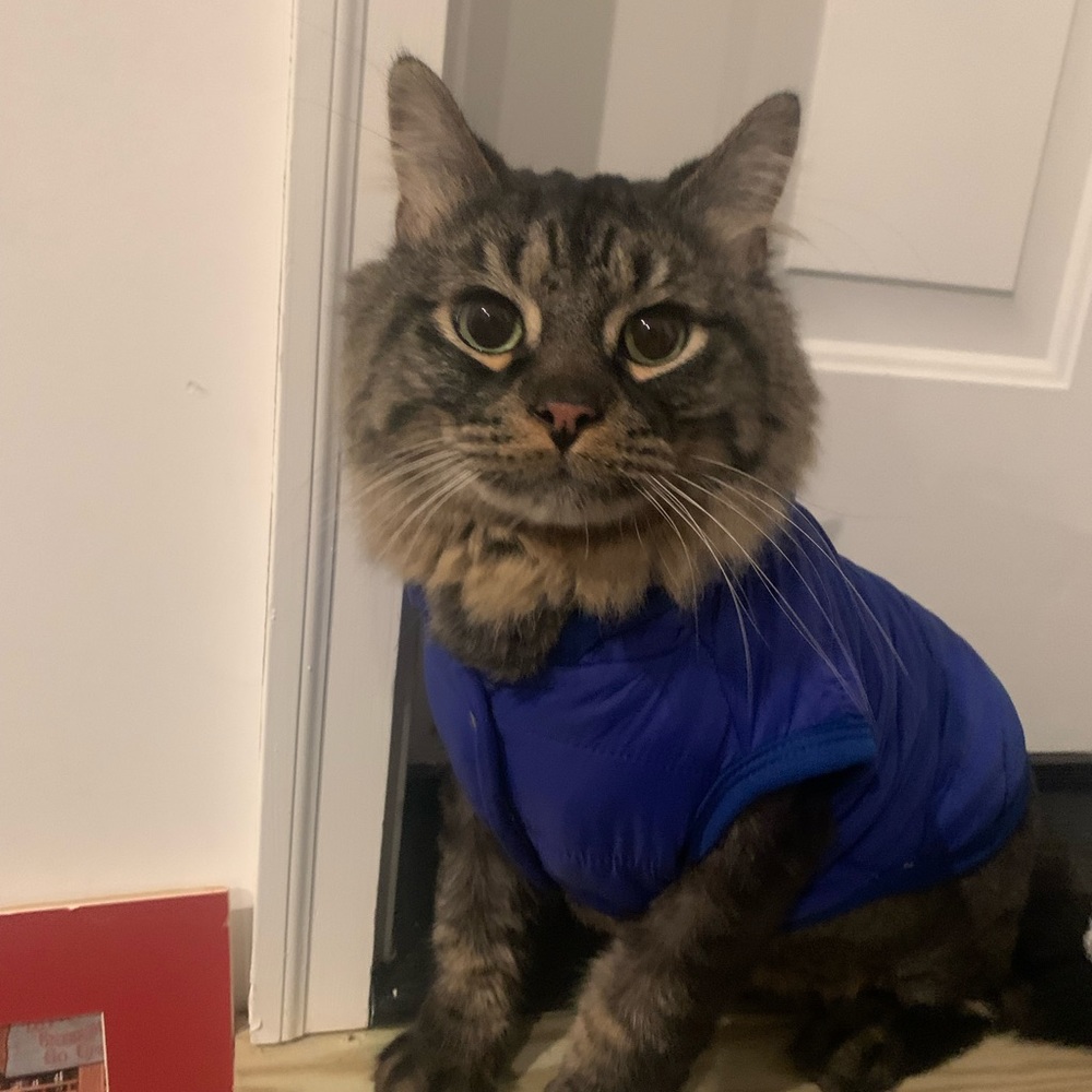 coat for a kitten